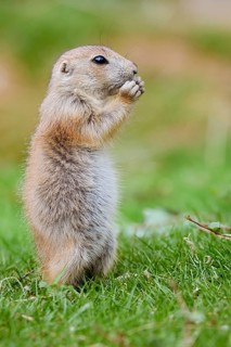 Black-tailed prairie dog (Cynomys ludovicianus), young animal stands feeding in a meadow, captive,