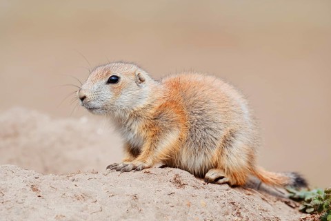 Black-tailed prairie dog (Cynomys ludovicianus), young animal at the den, captive, occurrence in