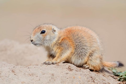 Black-tailed prairie dog (Cynomys ludovicianus), young animal at the den, captive, occurrence in
