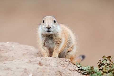 Black-tailed prairie dog (Cynomys ludovicianus), young animal at the den, captive, occurrence in