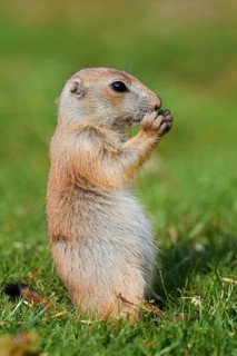 Black-tailed prairie dog (Cynomys ludovicianus), young animal sitting feeding in a meadow, captive,