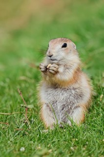 Black-tailed prairie dog (Cynomys ludovicianus), young animal sitting feeding in a meadow, captive,