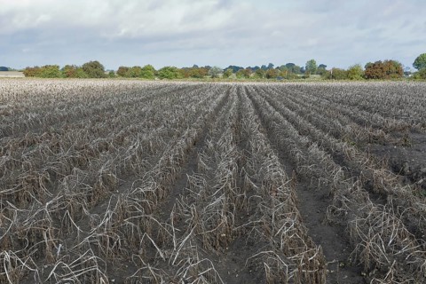 Potato field, potato harvest, potato, field, agriculture, farmer, farm, field, Baltic Sea island