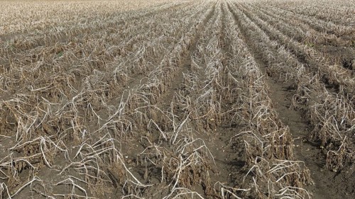 Potato field, potato harvest, potato, field, agriculture, farmer, farm, field, Baltic Sea island
