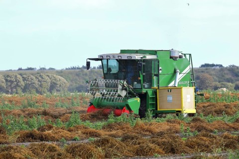 Sugar beet seed harvester, breeding, seed, field, plant breeding, Baltic Sea island Fehmarn, East