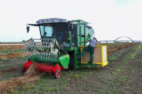 Sugar beet seed harvester, breeding, seed, field, plant breeding, Baltic Sea island Fehmarn, East