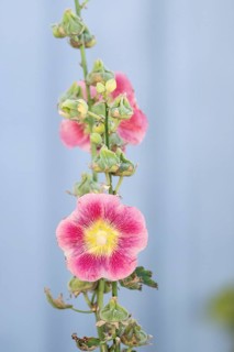 Close-up of a pink-yellow hollyhock (Alcea rosea) against a grey-blue background, Fjällbacka,