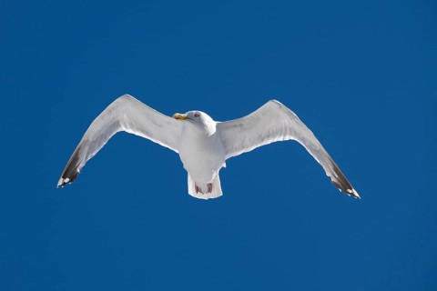 Seagull with spread wings in flight in front of a blue sky, Warnemünde, Rostock,