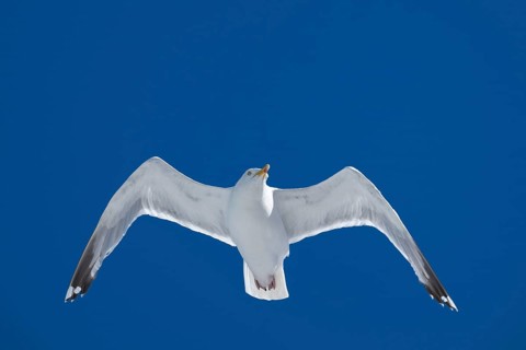 Seagull with spread wings in flight in front of a blue sky, Warnemünde, Rostock,