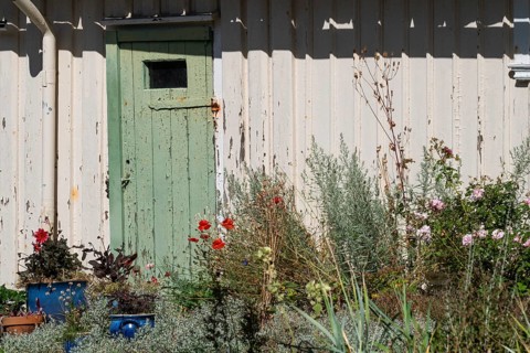 Green wooden door of a weathered house surrounded by a flowering garden, Fjällbacka, Bohuslän, West