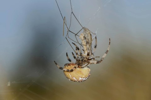 Four-spotted cross spider (Araneus quadratus), female with prey in web, North Rhine-Westphalia,