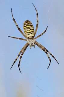 Wasp spider (Argiope bruennichi), female in web, North Rhine-Westphalia, Germany