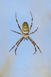 Wasp spider (Argiope bruennichi), female in web, North Rhine-Westphalia, Germany