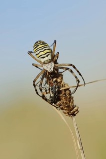Wasp spider (Argiope bruennichi), female with prey, North Rhine-Westphalia, Germany