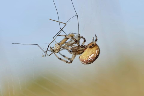 Four-spotted cross spider (Araneus quadratus), female with prey in web, North Rhine-Westphalia,