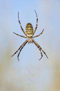 Wasp spider (Argiope bruennichi), female in web, North Rhine-Westphalia, Germany