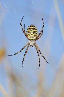 Wasp spider (Argiope bruennichi), female in web, North Rhine-Westphalia, Germany