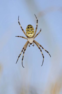 Wasp spider (Argiope bruennichi), female in web, North Rhine-Westphalia, Germany