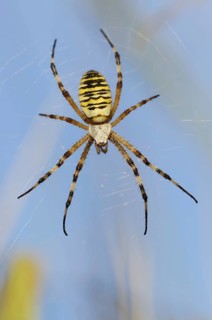 Wasp spider (Argiope bruennichi), female in web, North Rhine-Westphalia, Germany