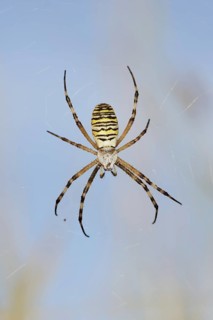 Wasp spider (Argiope bruennichi), female in web, North Rhine-Westphalia, Germany