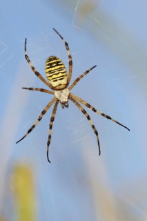 Wasp spider (Argiope bruennichi), female in web, North Rhine-Westphalia, Germany