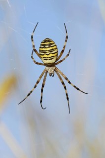 Wasp spider (Argiope bruennichi), female in web, North Rhine-Westphalia, Germany