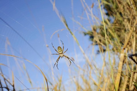 Wasp spider (Argiope bruennichi), female in web, North Rhine-Westphalia, Germany