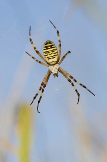 Wasp spider (Argiope bruennichi), female in web, North Rhine-Westphalia, Germany