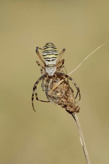 Wasp spider (Argiope bruennichi), female with prey, North Rhine-Westphalia, Germany