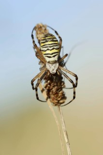 Wasp spider (Argiope bruennichi), female with prey, North Rhine-Westphalia, Germany