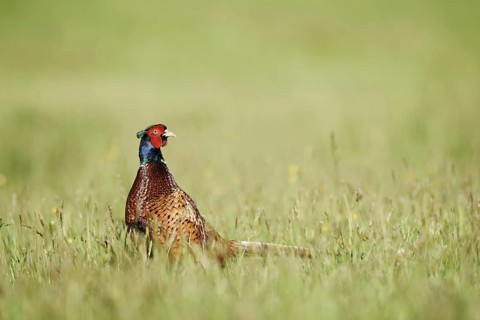 Hunting pheasant (Phasianus colchicus), cock standing in a meadow, North Rhine-Westphalia, Germany