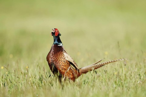 Hunting pheasant (Phasianus colchicus), cock stands calling in a meadow, North Rhine-Westphalia,