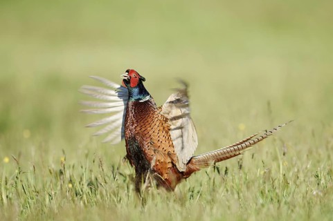 Hunting pheasant (Phasianus colchicus), cock mating in a meadow, North Rhine-Westphalia, Germany
