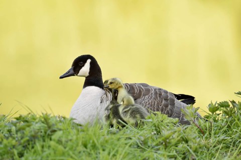 Canada goose (Branta canadensis) with chicks, North Rhine-Westphalia, Germany
