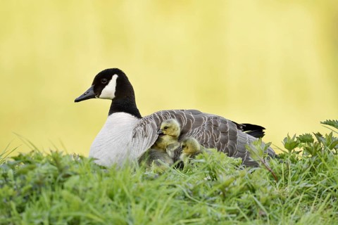Canada goose (Branta canadensis) with chicks, North Rhine-Westphalia, Germany