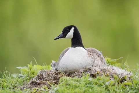 Canada goose (Branta canadensis) sitting brooding on the nest, North Rhine-Westphalia, Germany
