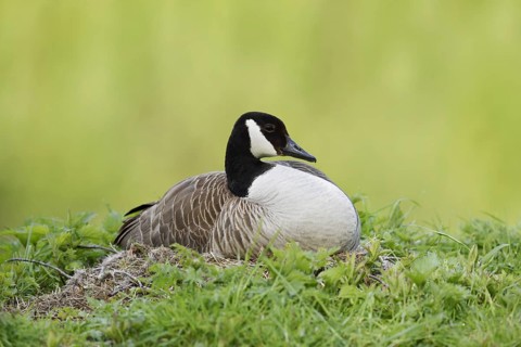 Canada goose (Branta canadensis) sitting brooding on the nest, North Rhine-Westphalia, Germany