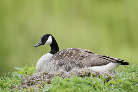 Canada goose (Branta canadensis) sitting brooding on the nest, North Rhine-Westphalia, Germany