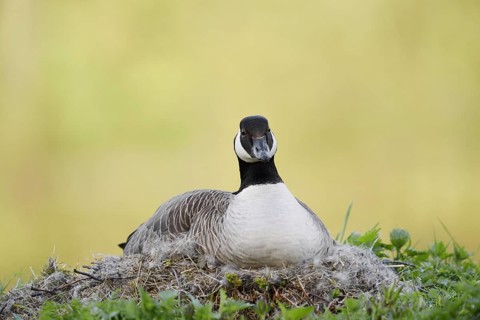 Canada goose (Branta canadensis) sitting brooding on the nest, North Rhine-Westphalia, Germany
