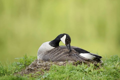 Canada goose (Branta canadensis) sitting brooding on the nest, North Rhine-Westphalia, Germany