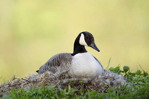 Canada goose (Branta canadensis) sitting brooding on the nest, North Rhine-Westphalia, Germany