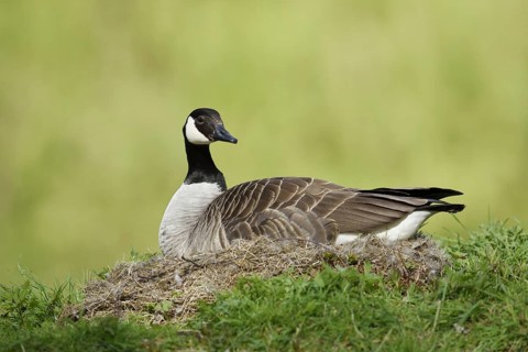 Canada goose (Branta canadensis) sitting brooding on the nest, North Rhine-Westphalia, Germany