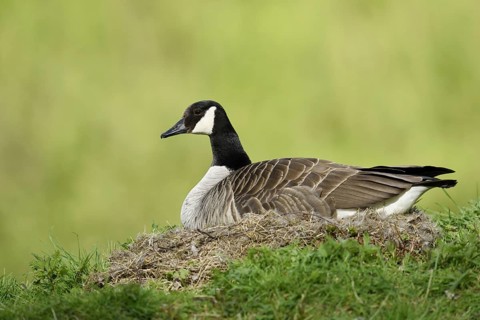 Canada goose (Branta canadensis) sitting brooding on the nest, North Rhine-Westphalia, Germany