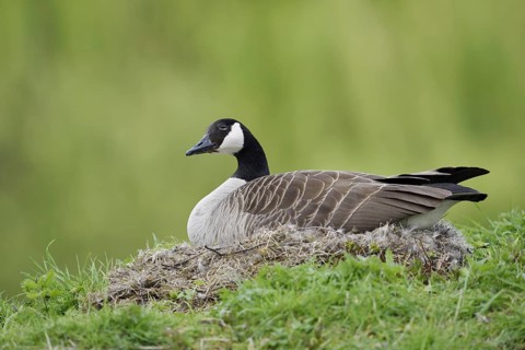 Canada goose (Branta canadensis) sitting brooding on the nest, North Rhine-Westphalia, Germany