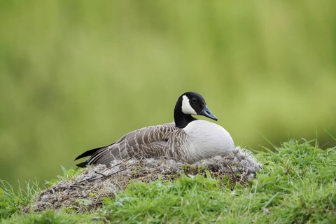 Canada goose (Branta canadensis) sitting brooding on the nest, North Rhine-Westphalia, Germany