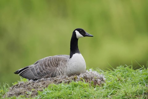 Canada goose (Branta canadensis) sitting brooding on the nest, North Rhine-Westphalia, Germany