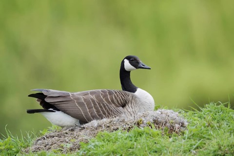 Canada goose (Branta canadensis) sitting brooding on the nest, North Rhine-Westphalia, Germany