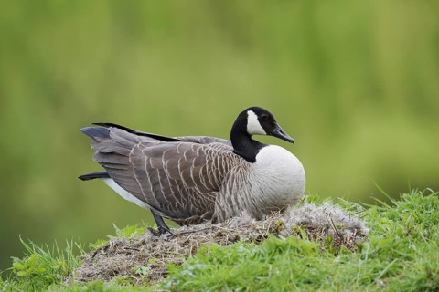 Canada goose (Branta canadensis) sitting brooding on the nest, North Rhine-Westphalia, Germany