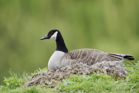 Canada goose (Branta canadensis) sitting brooding on the nest, North Rhine-Westphalia, Germany