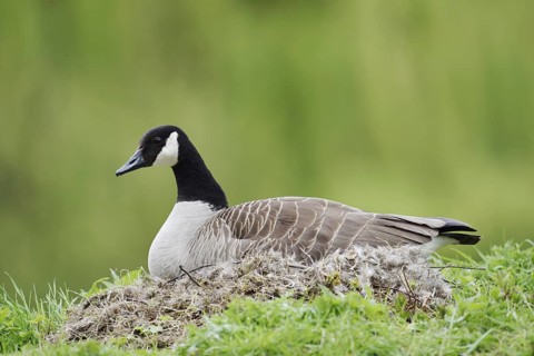 Canada goose (Branta canadensis) sitting brooding on the nest, North Rhine-Westphalia, Germany